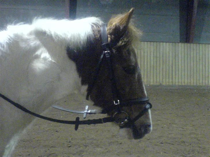 Pinto Tarzan billede 8