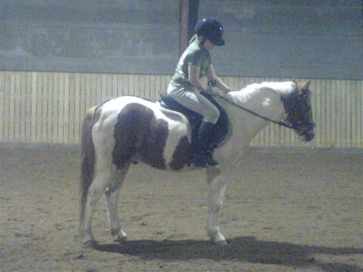 Pinto Tarzan - Mig og Tarzan har lige redet billede 9