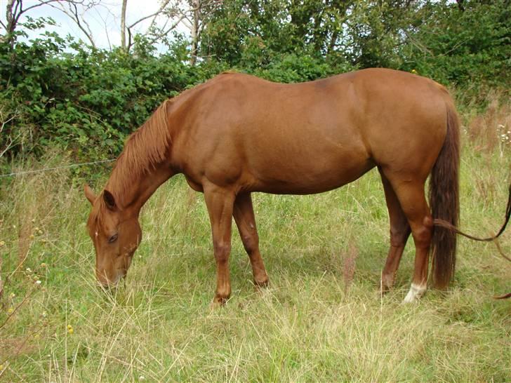 Fuldblod (XX) Jasmin - Jassy i sommers (07) billede 6