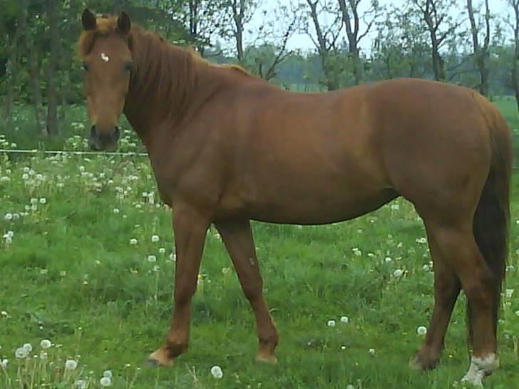 Fuldblod (XX) Jasmin - Jassy i sommers (07) billede 8