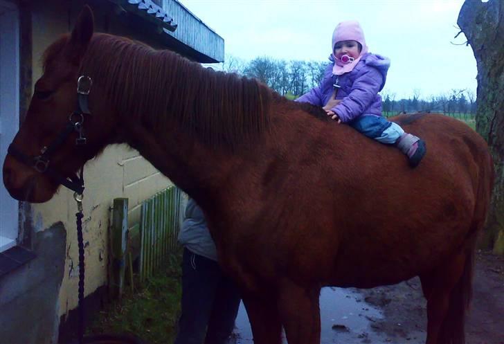 Fuldblod (XX) Jasmin - Jassy og Freja.. billede 7