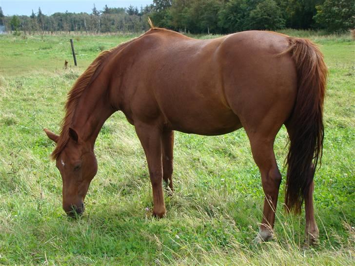 Fuldblod (XX) Jasmin - Jassy i sommers (07) billede 9