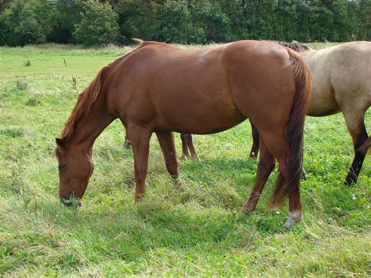 Fuldblod (XX) Jasmin - Jassy i sommers (07) billede 10