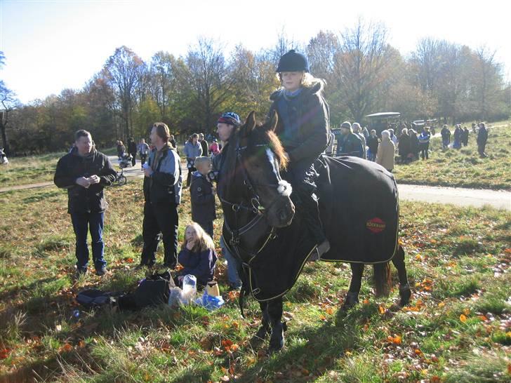 New Forest Lukas - solgt :`( - Hygge,hubertusjagt 2007 billede 18