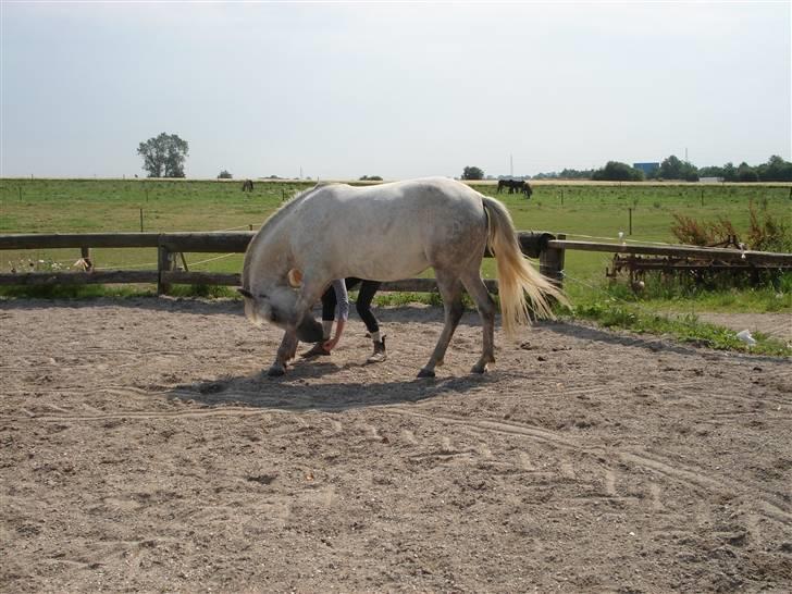 Pinto Bianca - Aflivet :'( - cirkuskunstner, fint ikke:) billede 16