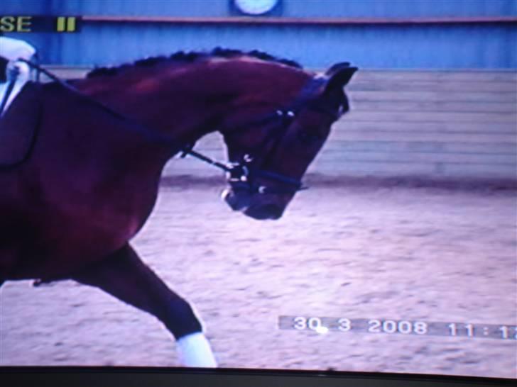 Hannoveraner Mogli  - den. 30-03-2008 billede 11