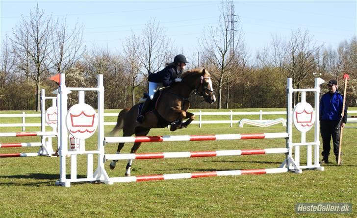 Irish Cob sjors, SOLGT;*( - sjorsen til distrikt på siv (;  tak til søde Christine med maccoy for lån af billederne ! billede 10