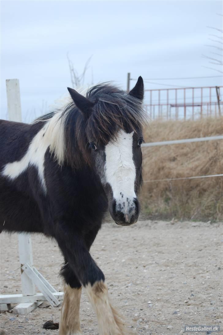 Irish Cob Mr. Pepper  - Velkommen til Pepsens profil xD . Taget af Mig. billede 1