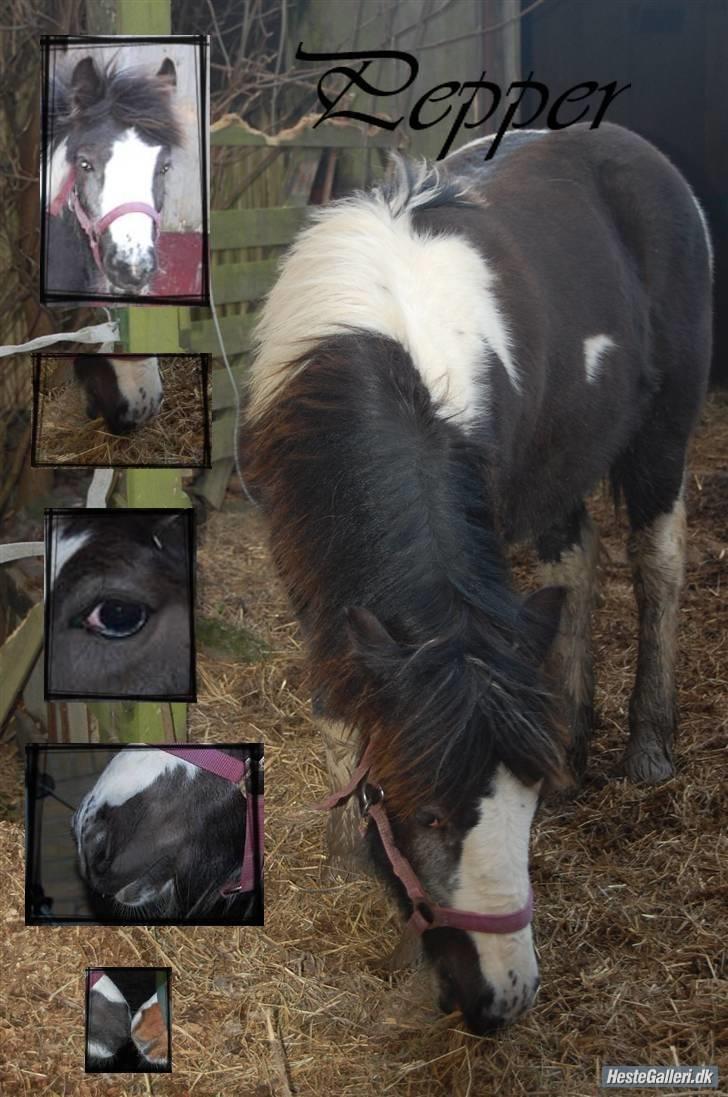 Irish Cob Mr. Pepper  - lille pulle <3 billedet lavet af: Dorthe N (tusind tak for det skønne billed) billede 2