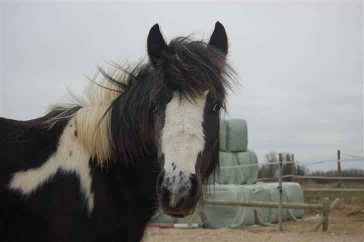 Irish Cob Mr. Pepper  - :).. Taget af Mig. billede 3