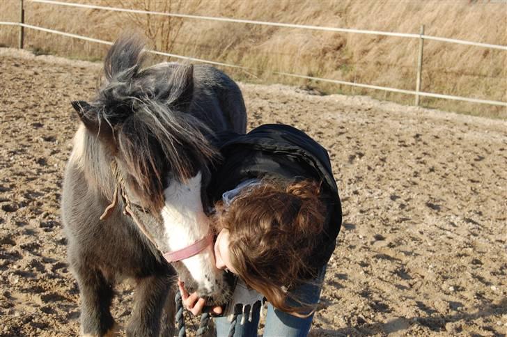 Irish Cob Mr. Pepper  - MIT ET & ALT <3 .. Taget af Jack. billede 4