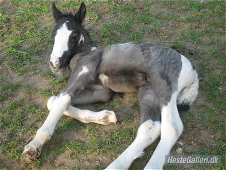 Irish Cob Mr. Pepper  - Jeg, kan ikk forstå jeg blir ved at prøve og rulle de sorte pletter af, men de vil bare ikke væk :/ .. Taget af Forrige ejer. billede 6