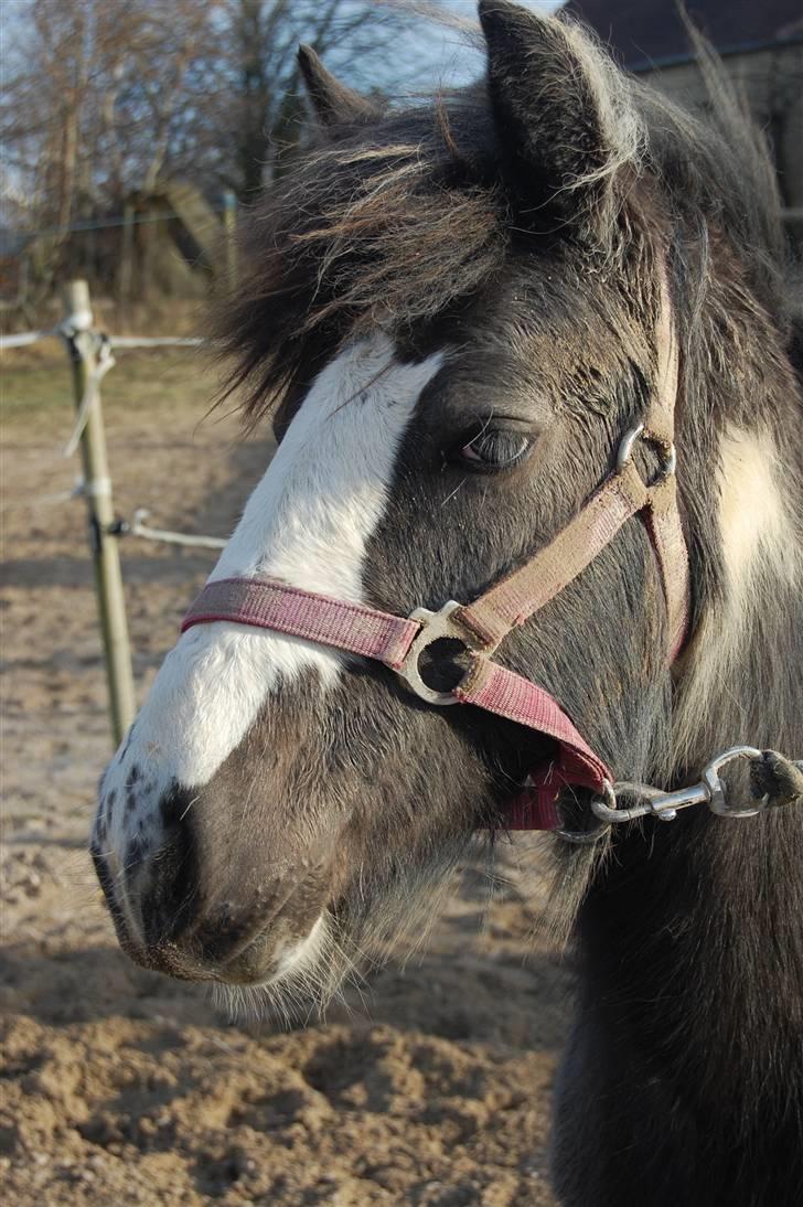 Irish Cob Mr. Pepper  - elsker dig Pepsi boy- . Taget af Mig. billede 7