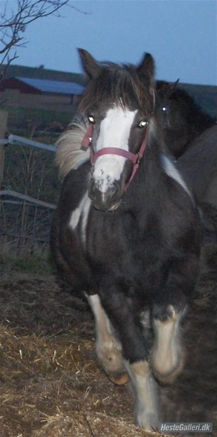 Irish Cob Mr. Pepper  - trav! .. Taget af Mig. billede 8