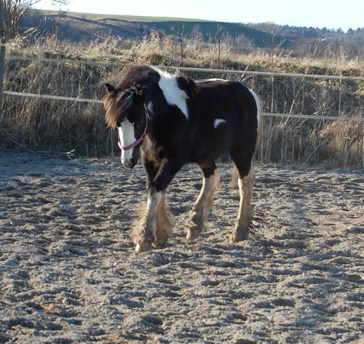 Irish Cob Mr. Pepper  - kommer som kaldet xD .. Taget af Mig. billede 10