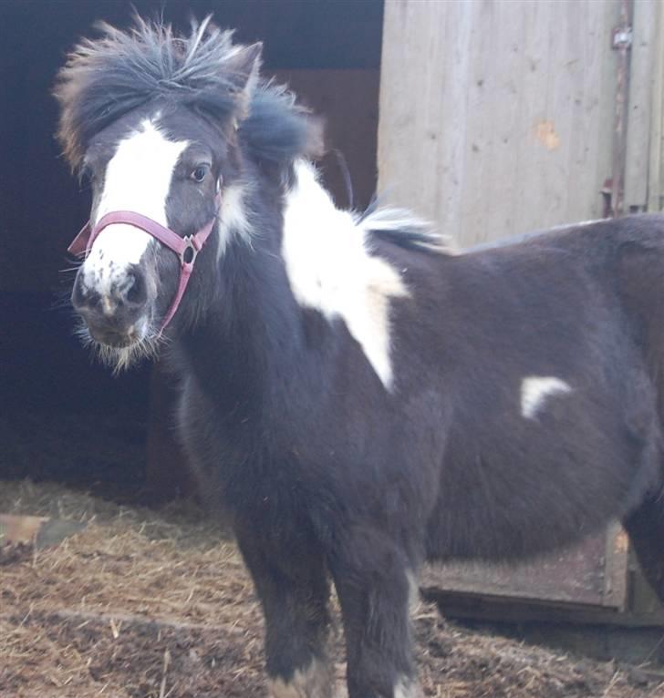 Irish Cob Mr. Pepper  - så dejlig han er <3 .. Taget af Mig.. billede 11