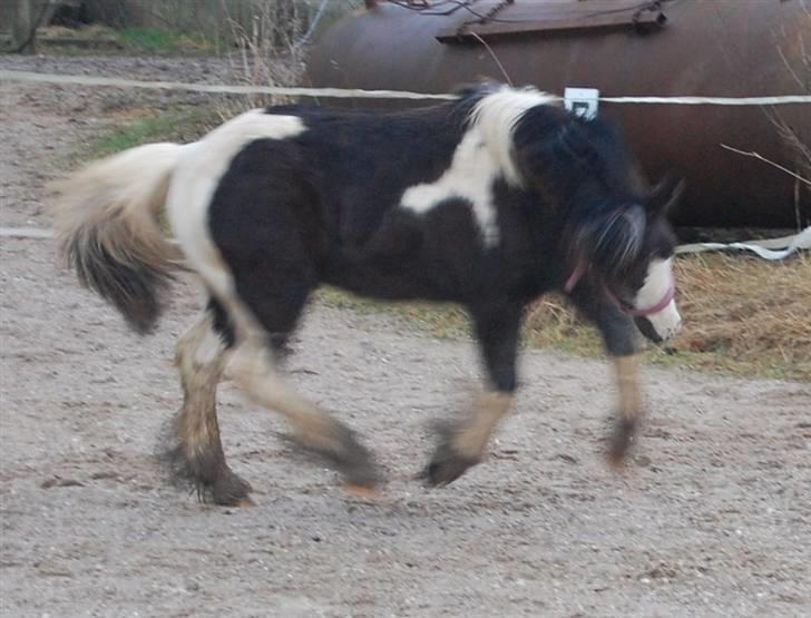 Irish Cob Mr. Pepper  - pjatter på banen <3 .. Taget af Mig.. billede 12