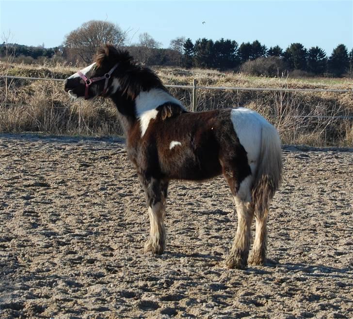 Irish Cob Mr. Pepper  - Den dejlige vrinsker efter sine homiez xD .. Taget af Mig.. billede 13