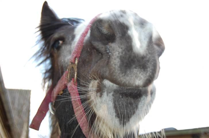 Irish Cob Mr. Pepper  - baby :b .. Taget af Mig. billede 14