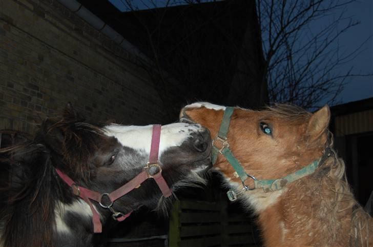 Irish Cob Mr. Pepper  - Leger med Adonis på folden! .. Taget af Mig.. billede 15