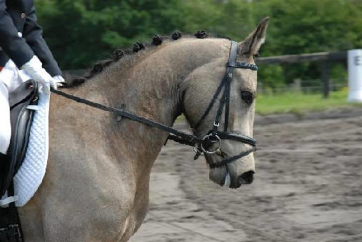 Anden særlig race Chiano *solgt* - en spring pony kan da godt gå dressur, klubmester 2007 nr. 4 med michala på ryggen billede 2
