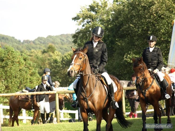 Tysk Sportspony Pamina 375 (Flyve-egern) - Hold mesterskab <33 billede 8