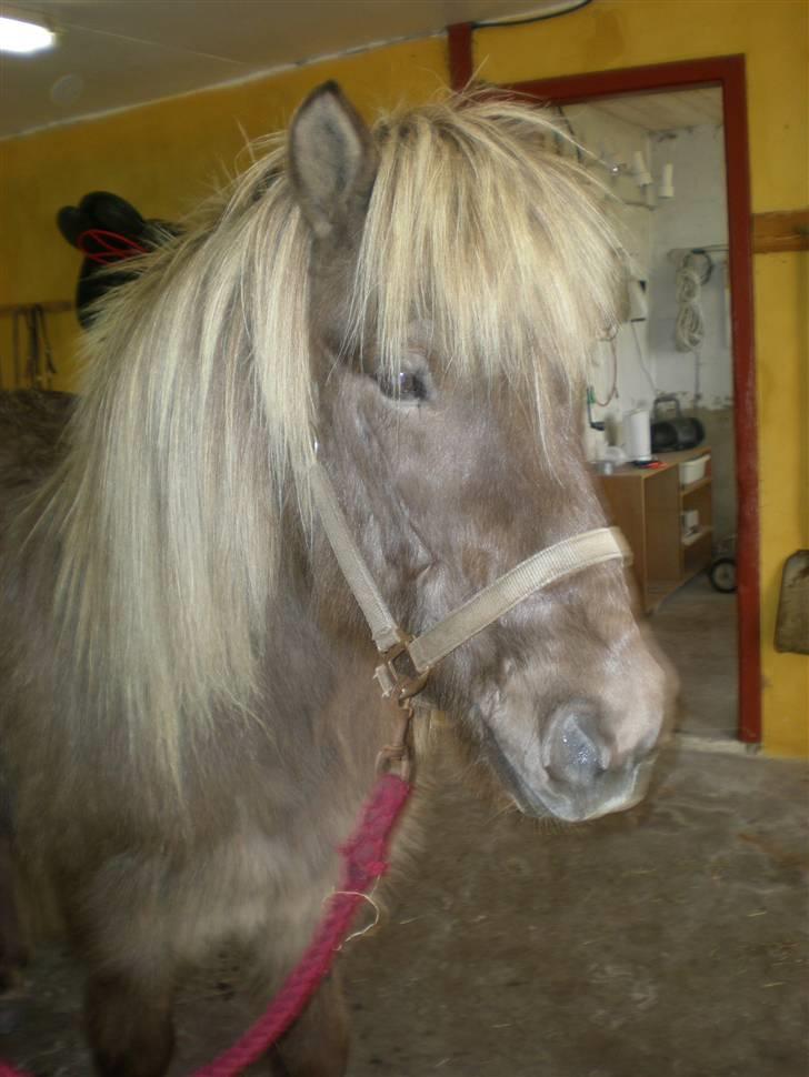 Islænder Solgt: Jóki fra Voreslyst billede 1