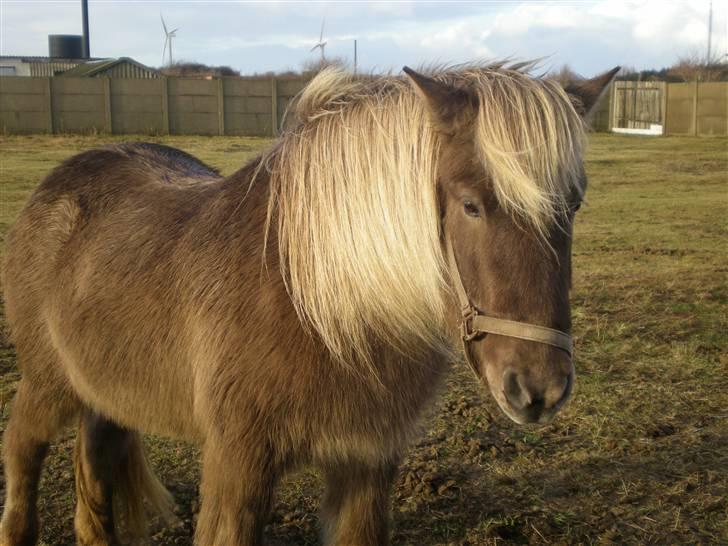Islænder Solgt: Jóki fra Voreslyst billede 2