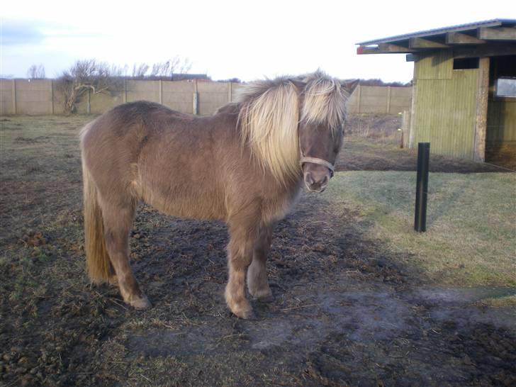 Islænder Solgt: Jóki fra Voreslyst billede 3