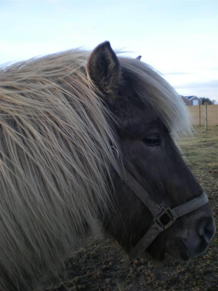 Islænder Solgt: Jóki fra Voreslyst billede 4