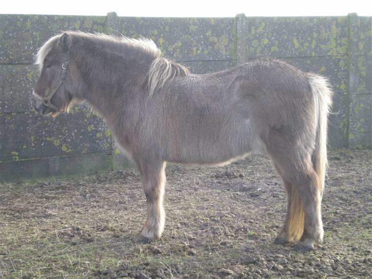Islænder Solgt: Jóki fra Voreslyst billede 5