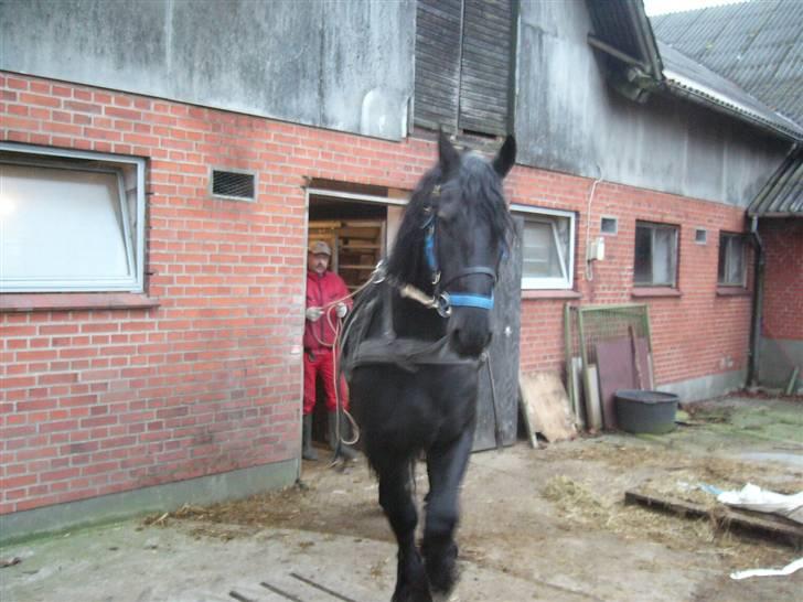 Frieser Manolito R.I.P - Ud og træne billede 6