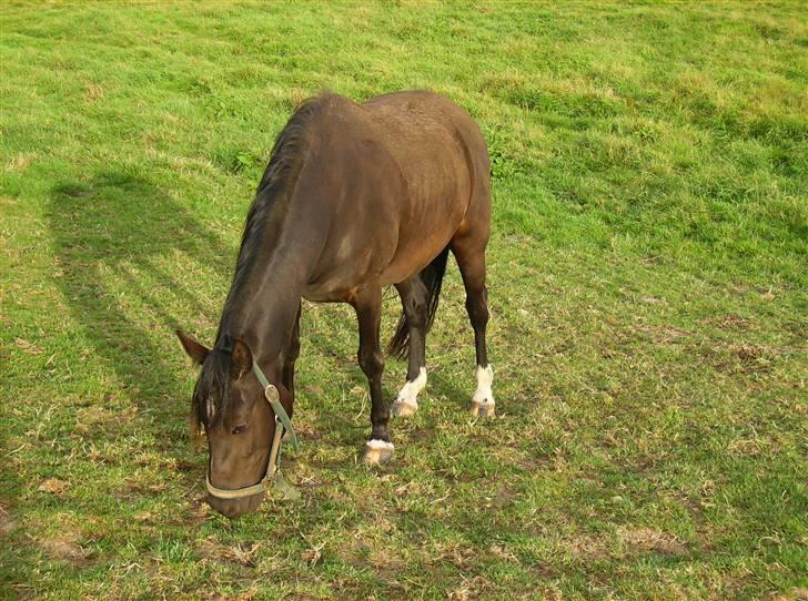 Welsh Pony af Cob-type (sec C) Zemtao-Hougård Solgt billede 1