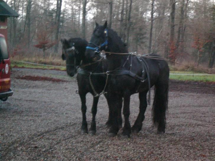 Frieser Manolito R.I.P - Manolito bliver her trænet sammen med en at de andre frieser vi har. Hoppen Fryske billede 9