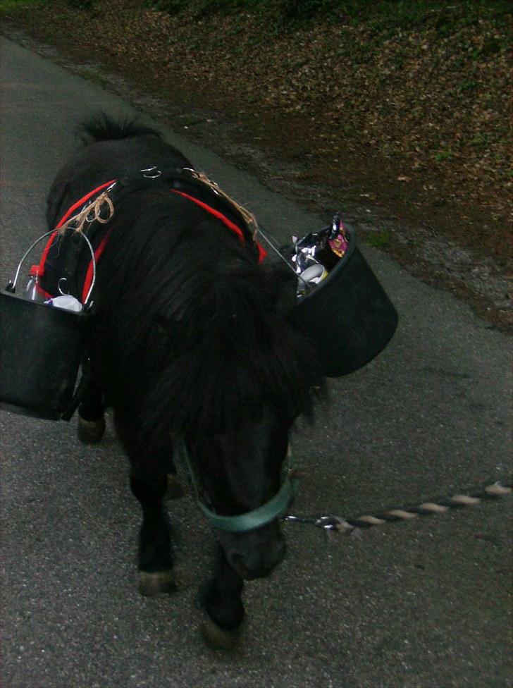 Shetlænder Jolly Jumper  - 22 juli, hvores gå tur ned til marken i Aabenraa billede 7