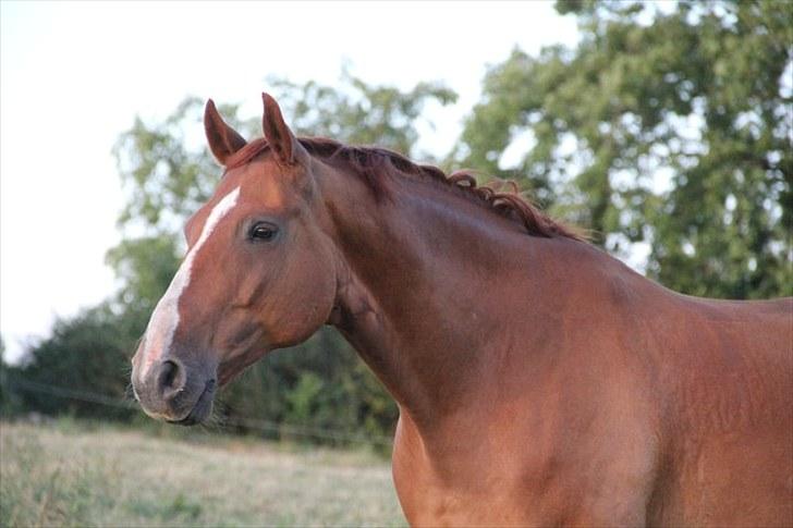 Dansk Varmblod Casandro billede 11