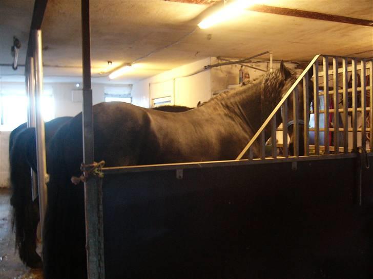 Frieser Manolito R.I.P - I spiltov med alle hopperne. Manolito står forrest billede 10