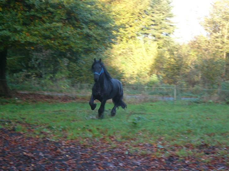 Frieser Manolito R.I.P - Manolito på fold billede 13