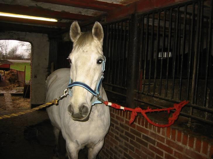 Anden særlig race Madeleine billede 9