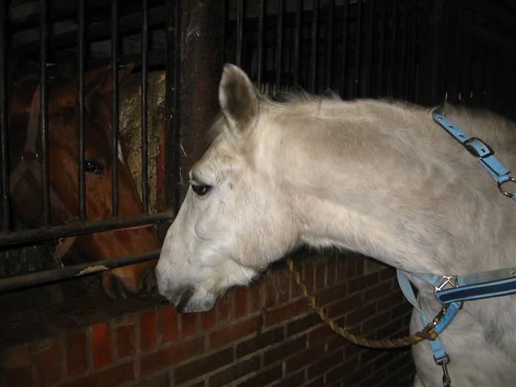 Anden særlig race Madeleine billede 10