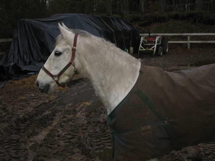 Anden særlig race Madeleine billede 11