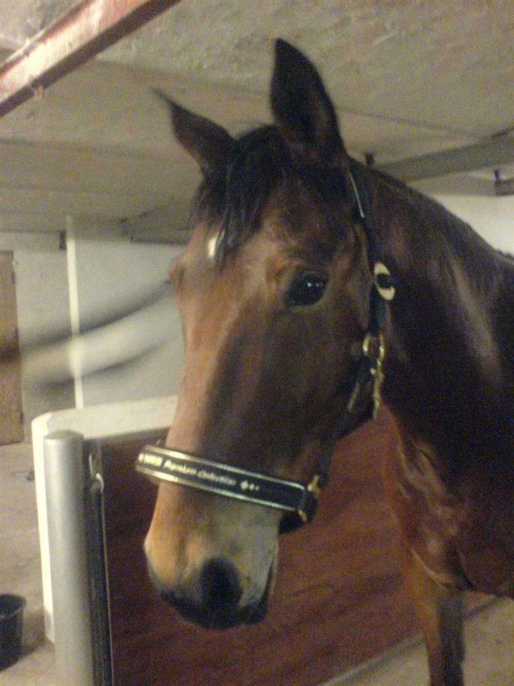 Hollandsk Varmblod Stifler billede 6