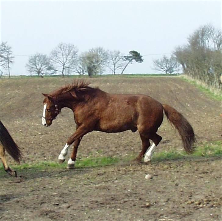 Frederiksborg Findus  billede 2