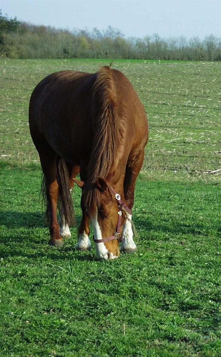 Frederiksborg Findus  billede 4
