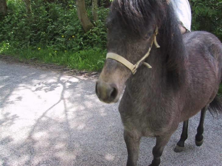Dartmoor Frydenlunds Nuggi billede 9