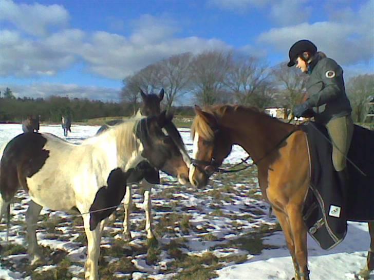 Welsh Pony af Cob-type (sec C) Leurhoeve's Justin  - 5#  på svankjær efterskole :D<3 billede 5