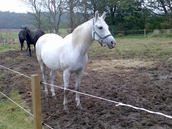 Shagya Araber (SH) Anky - Lille slapper på vinterfolden billede 1