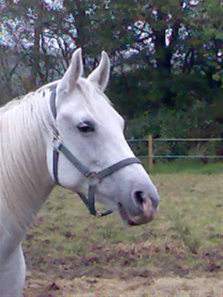 Shagya Araber (SH) Anky - Den smukke tøs! :-) billede 2