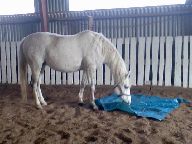 Shagya Araber (SH) Anky - Mums! En god presening at bide i! billede 3