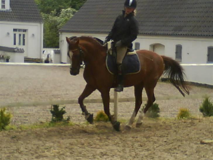 Tysk Sportspony Faria *10/11-08 R.I.P * - lidt galop (;  billede 12